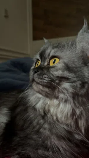 MIXED Persian Female Cat 2 Years Old Vaccinated Friendly & Healthy