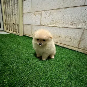 بومرينيان اصلي عمر 45 يوم