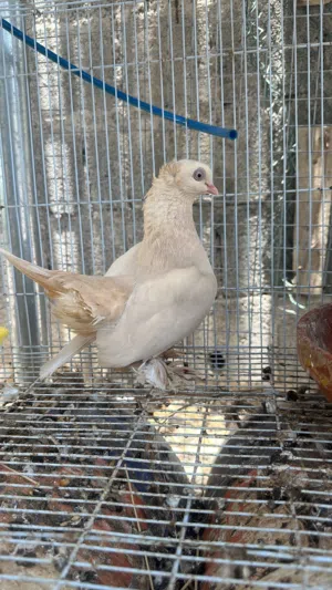 حمام زينة للبيع