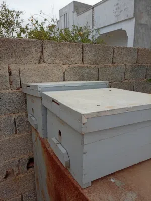 صندوق نحل بي البرويز