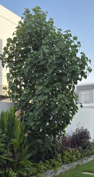 Sea hibiscus tree Around 4 meters