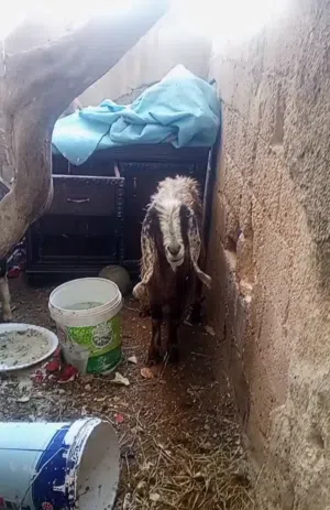 عنزة للبيع موجود بزرقاء