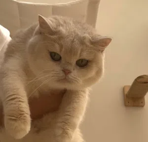 للبيع قطة بريتش انثى منتجة Ay12