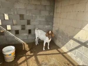 شاه بورقوت للبيع