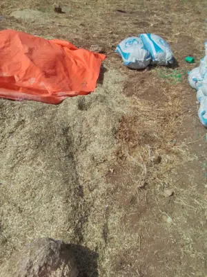 تبن جلبانه وفول