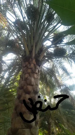 فسائل نخيل محليه الصنف حنظل وبرني للبيع
