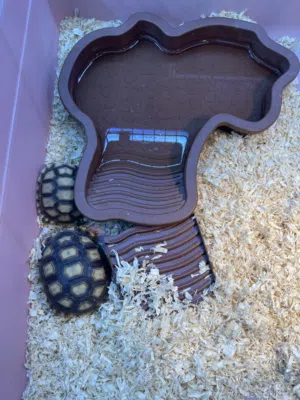 African Sulcata tortoise