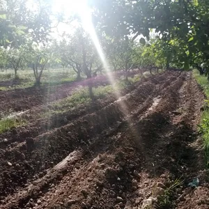 Farm . 8 donum . Landlord1