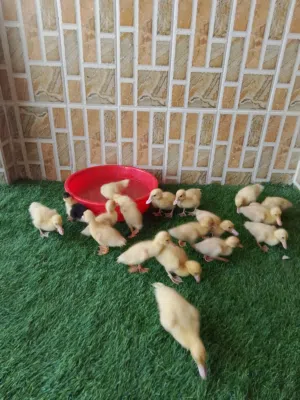 بيع بط عماني