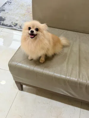Pomeranian Female