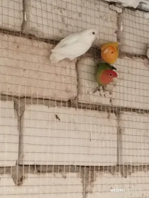 السلام عليكم عندي كوبيه عصافير الانثا اورنج عين حمره و الذكر البينو  عين  حمره نبي نبدل   الدكر