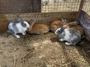 للبيع أرانب