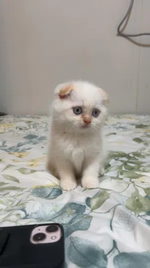 Playful and friendly Scottish-fold-British short hair Available for Adoption