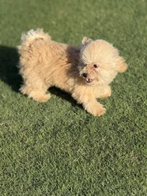 Maltipo puppy