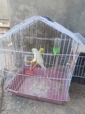 كوبيا بقلينو