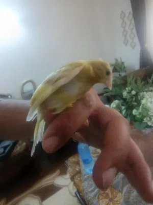 جوز مخاليف رازا جاسب