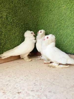سنت أمريكي للبيع