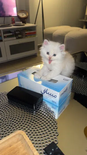 خمس قطط عمرهم 6 أسابيع للبيع