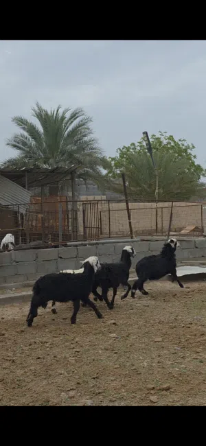 كباشه2 و احملات2 طيبات لذبح او التربيه