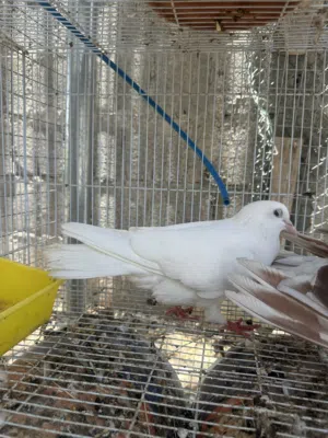 حمام زينة للبيع
