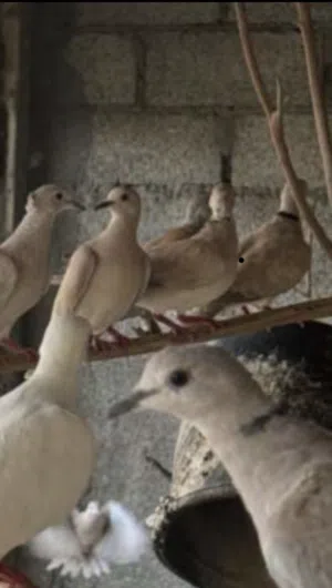 مطلوب مطلوب حمام عفاد