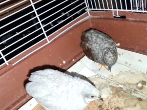 ‏طيور‏2