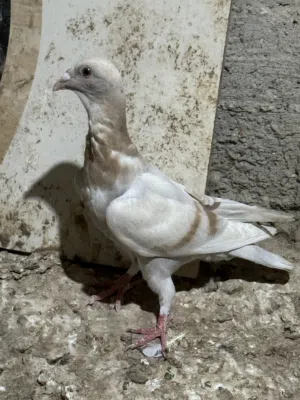 حمام /// معرفة النوع والسعر فقط