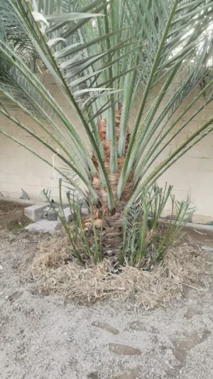 نخلة فرض كبير للبيع