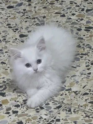 قطط للبيع ذكر وانثى