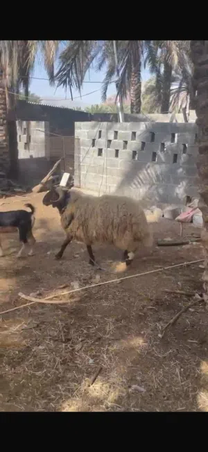كبش نعيم ضخم صغير ف عمر خالي من أي عذروب  حار ماشالله على حلال كبش راهي هدي