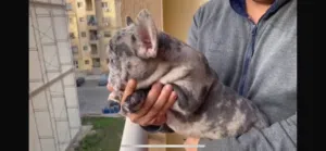 فرنش بولدوج ذكر ميرل وذكر بلو