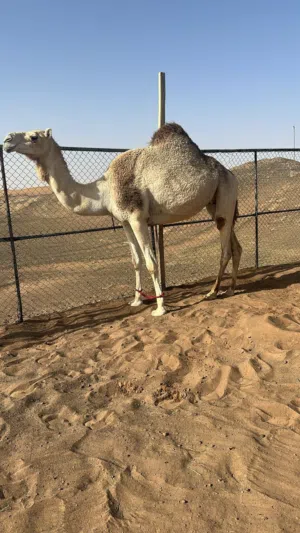 ناقه للبيع