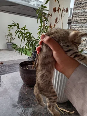 قطه جميله..