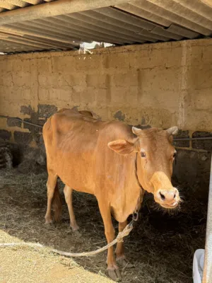 بقره للبيع