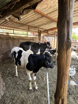 بقره مع انها للبيع لحم الانها ما طلب فحل وما بيها حليب
