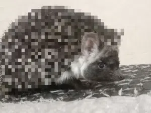 متوفر قنافذ بصحة ممتازة