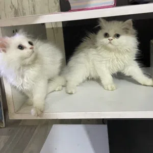 قطط للبيع عدد2