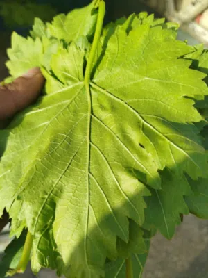 ورق عنب بلدي نخب اول