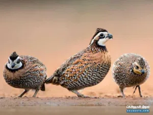 سمان بوب وايت للبيع