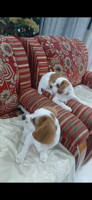 Charles king cavaliers 3-and half moths male and female available