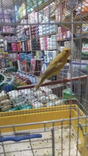 كنار طيرة جاسب للبيع
