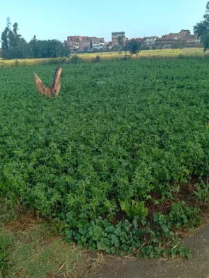 Farm Land for Sale in Tanta Other