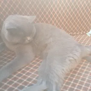 قط ذكر سكتش فولد
