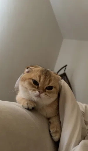 سكوتش فولد للتبني