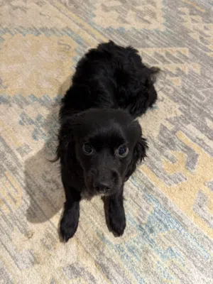 كلب كوكر سبانيل (Cocker Spaniel) ذَكَر حجم صغير للبيع في الرياض