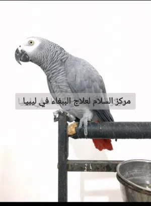 ببغاء متكلم بطلاقه
