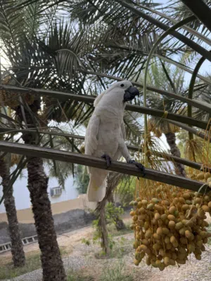 ببغاء كوكاتو أبيض لبيع