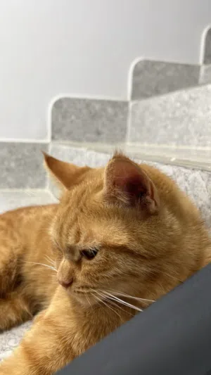 قطط شيرازيه لتبني !