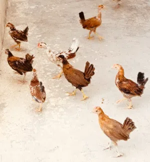 فروج كويتي4 ازواج
