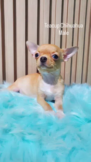 Teacup chihuahua male